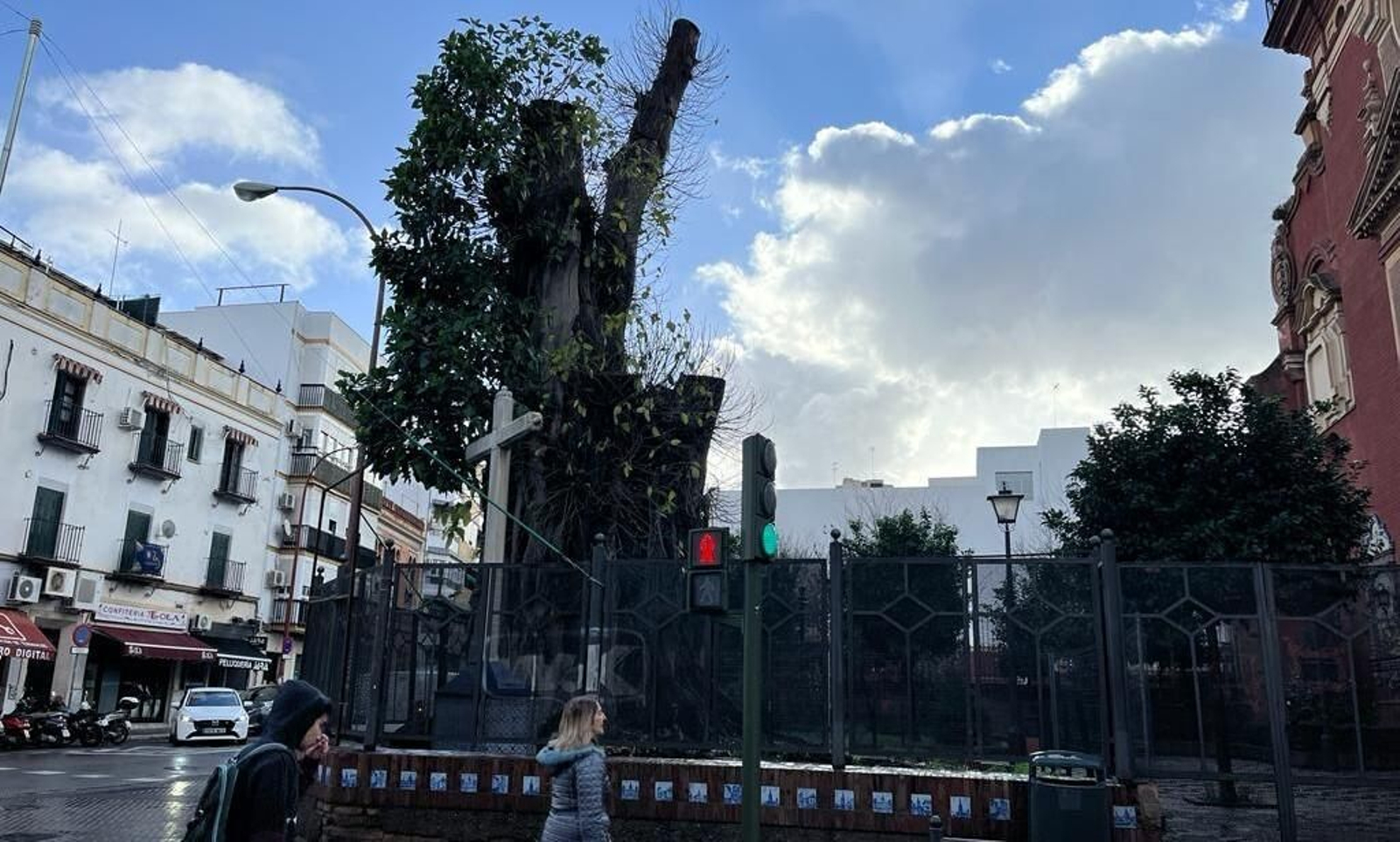 Estado actual del ficus de San Jacinto, esta semana.