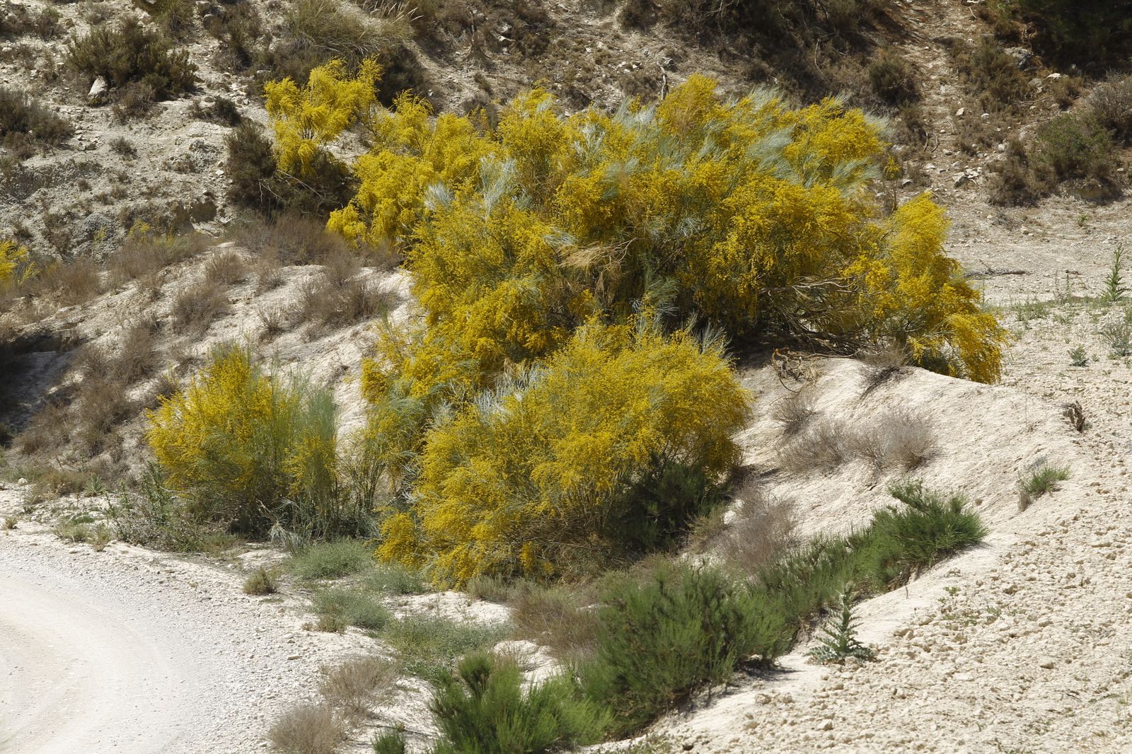 Imágenes de la sequía que golpea con dureza la producción de cereal en Los Vélez