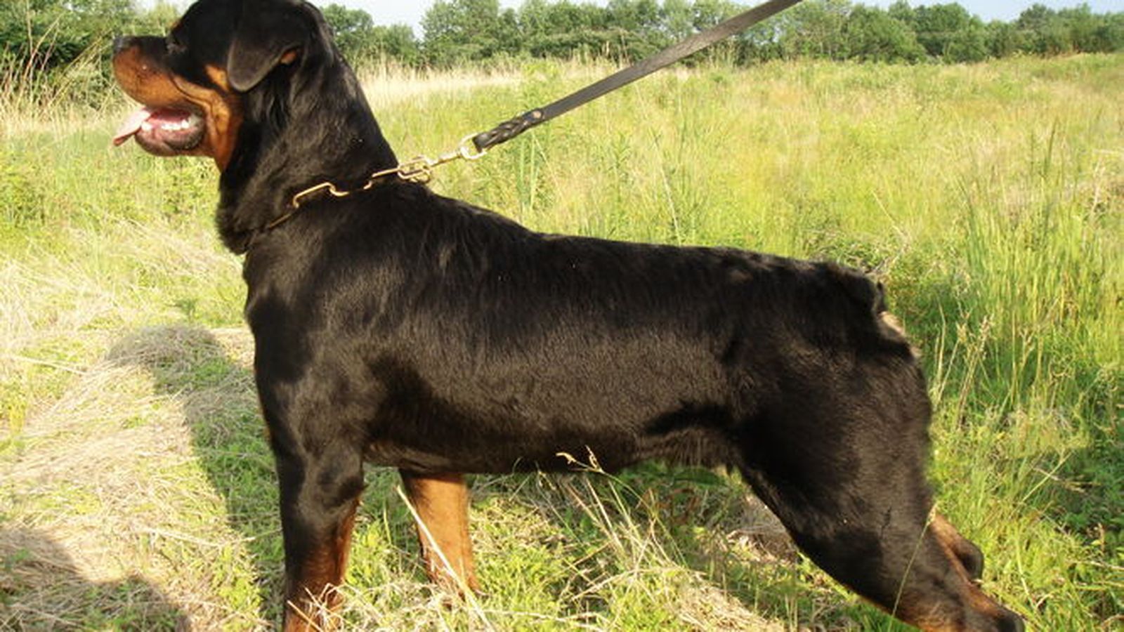 Un Rottweiler, en una imagen de archivo