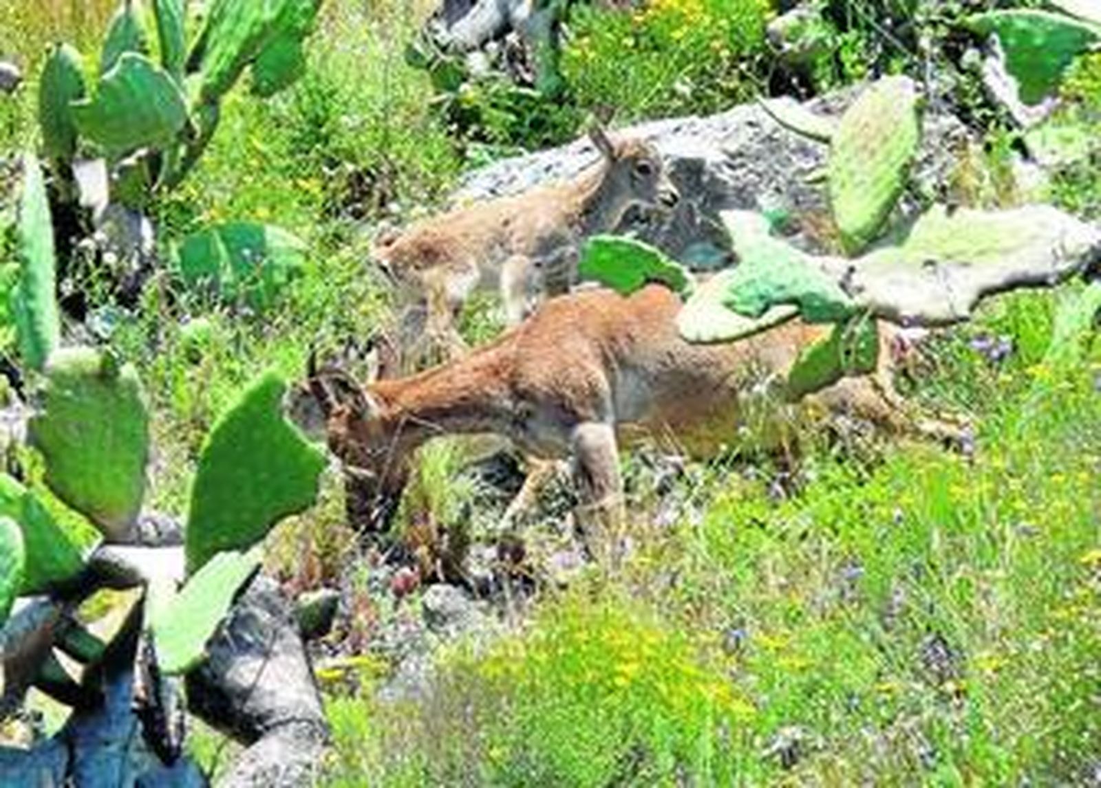 Las cabras montesas de la zona costera están protegidas e impiden el paso de la Autovía A7.
