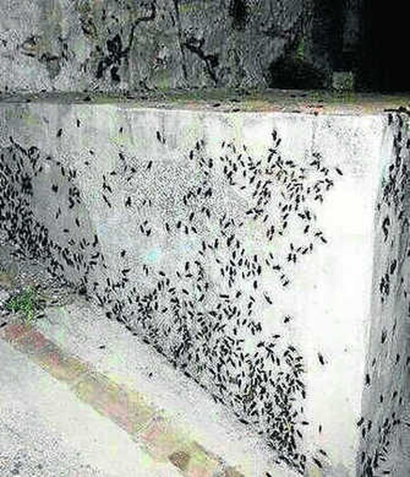 Grillos sobre un muro.