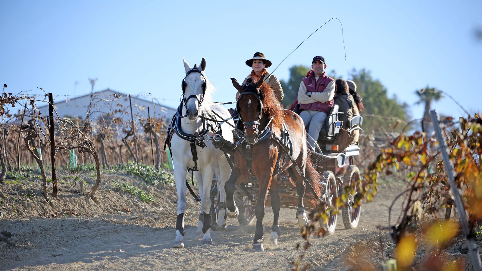 II Ruta Viñas de Jerez