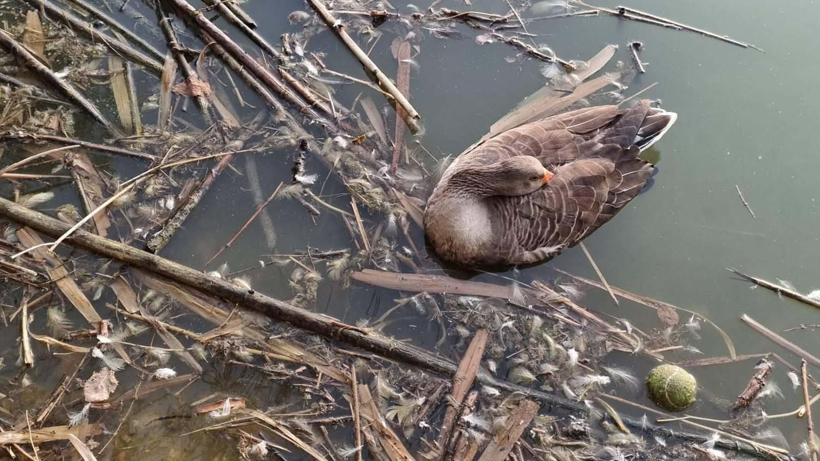 Gansos muertos en el Parque del Tamarguillo