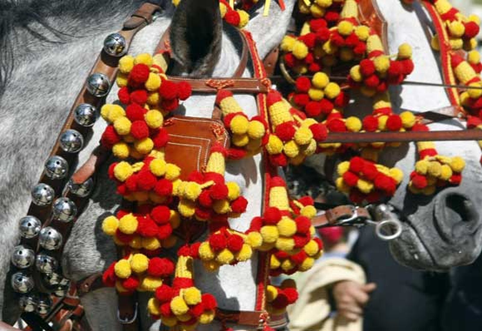 Primer plano de uno de los bellos ejemplares que se pasearon por Las Banderas./Fotos:Fito Carreto

Foto: Fito Carreto