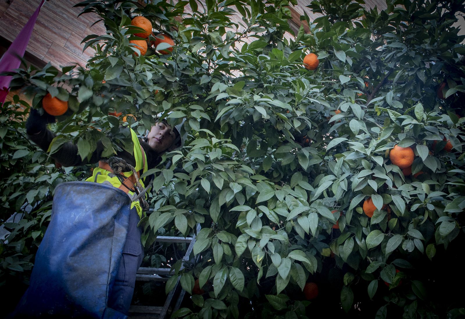 La recogida de naranja amarga en Sevilla