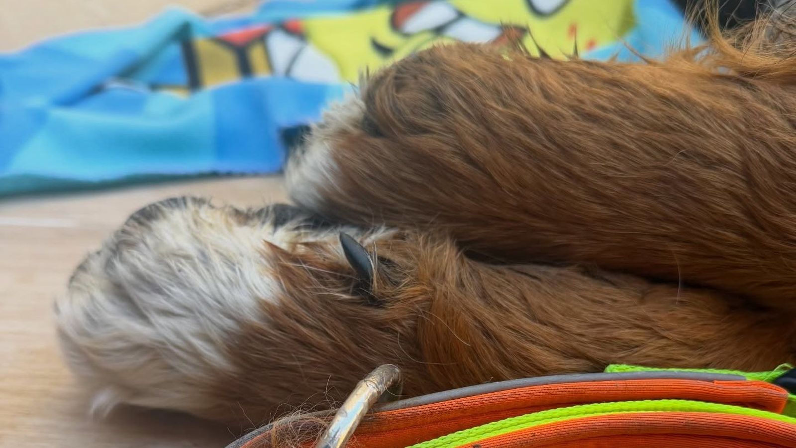 Imagen difundida por la red social Facebook de la clínica veterinaria Triunfo Jardín con el mensaje de despedida a Cairo