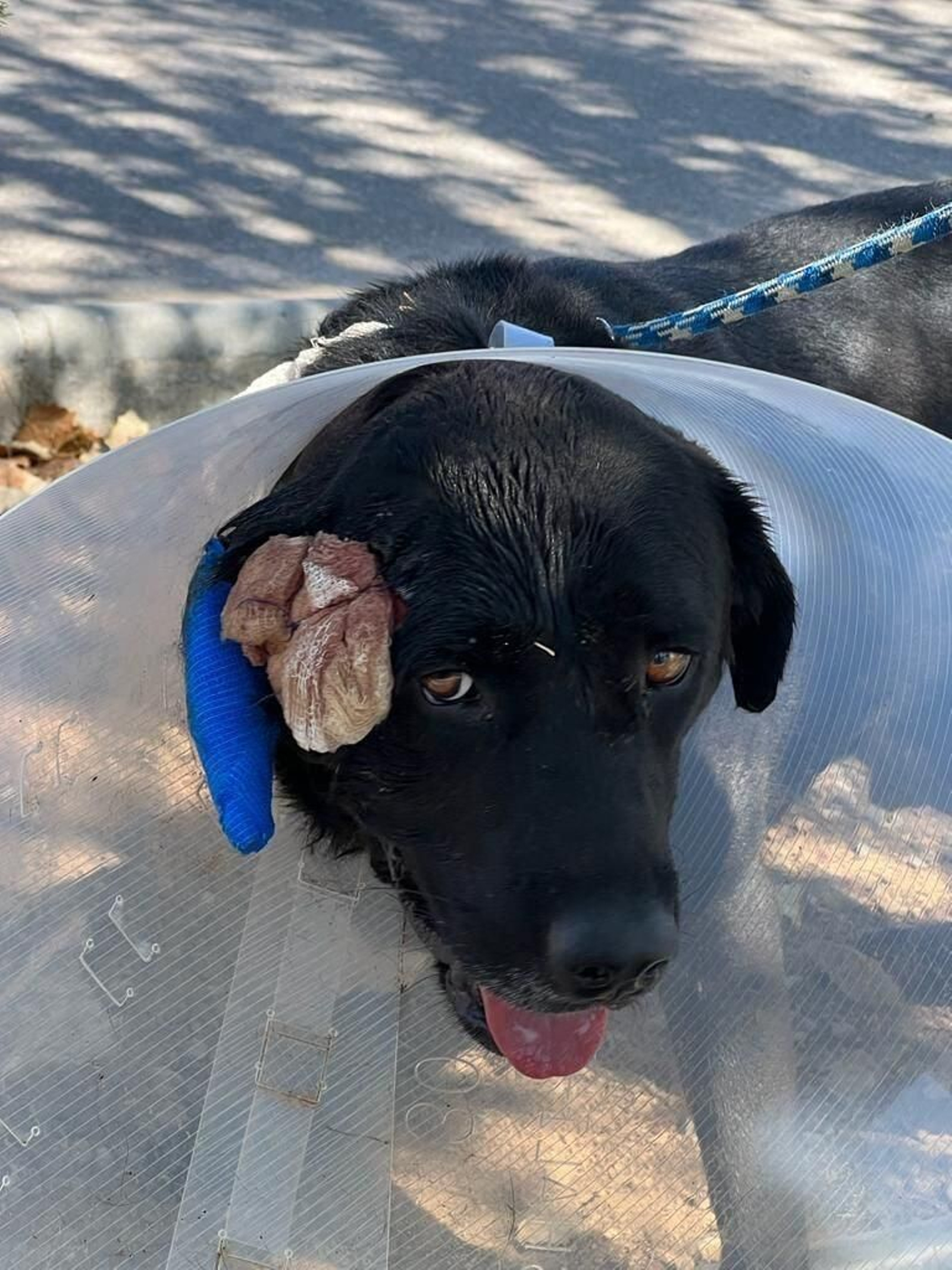 Imagen del perrito maltratado.