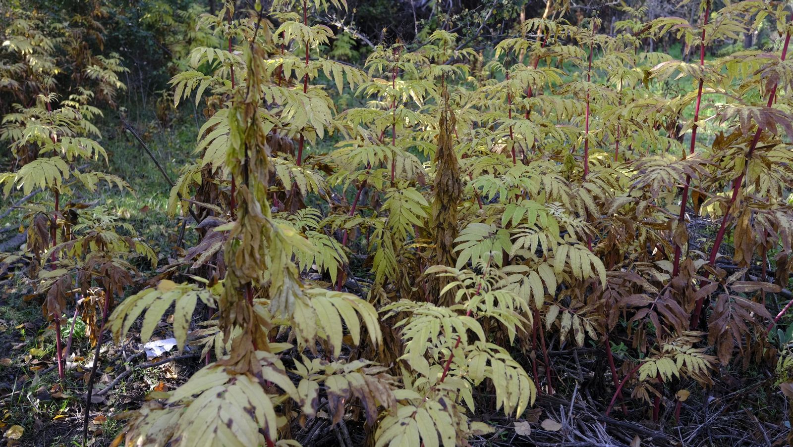Limpieza y senderismo por la Alpujarra, en imágenes