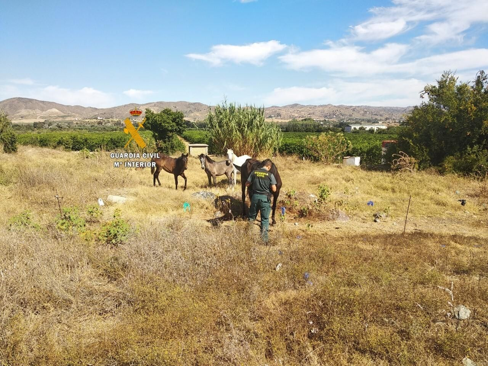 Guardias civiles de Málaga en el rescate de varios animales Guardias civiles de Málaga en el rescate de varios animales