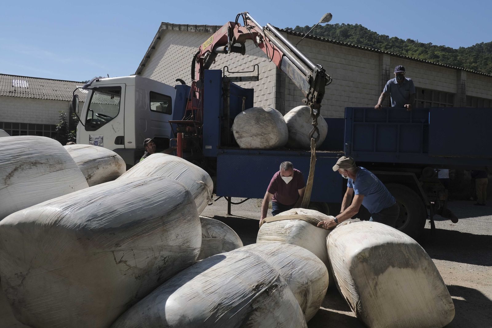 Ganaderos cargan los paquetes de alimento donado.