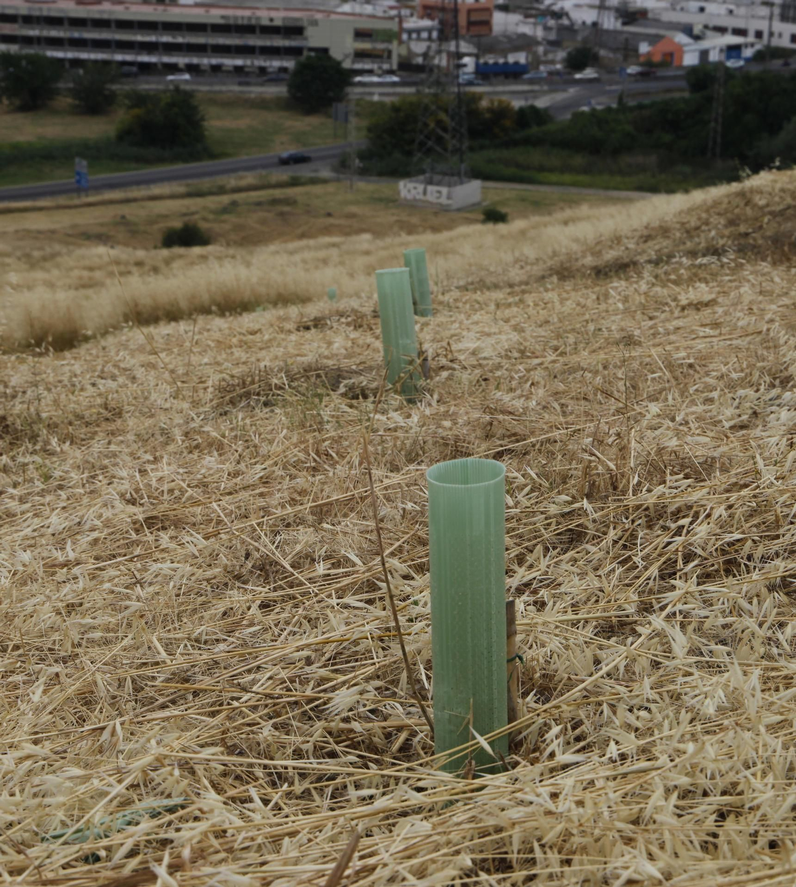 Las llamas destruyen ciento de árboles sembrados en el Carambolo