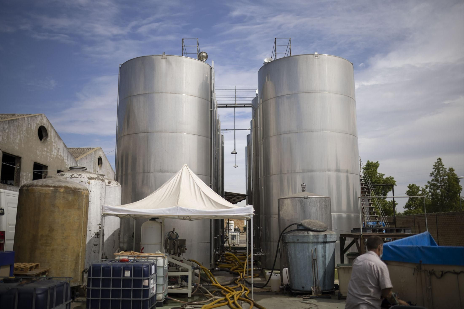 Imágenes de la vendimia en el Condado de Huelva