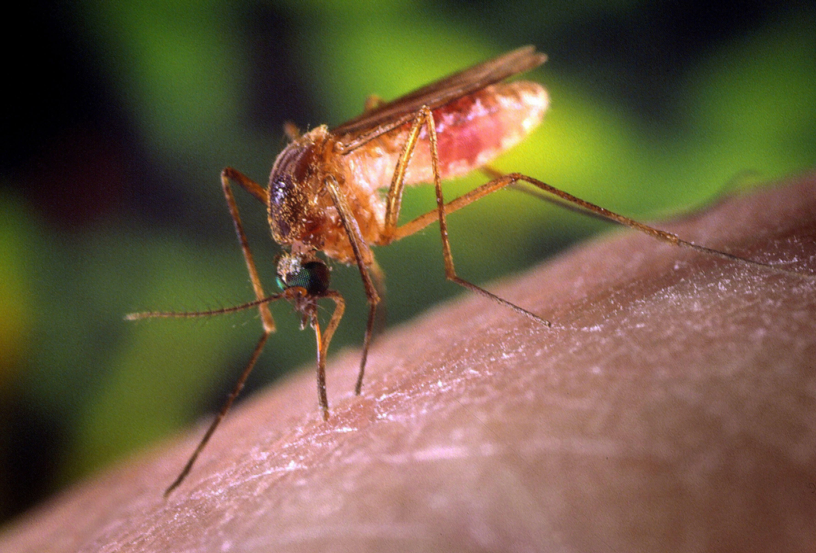 Mosquito que transmite el Virus del Nilo Occidental.