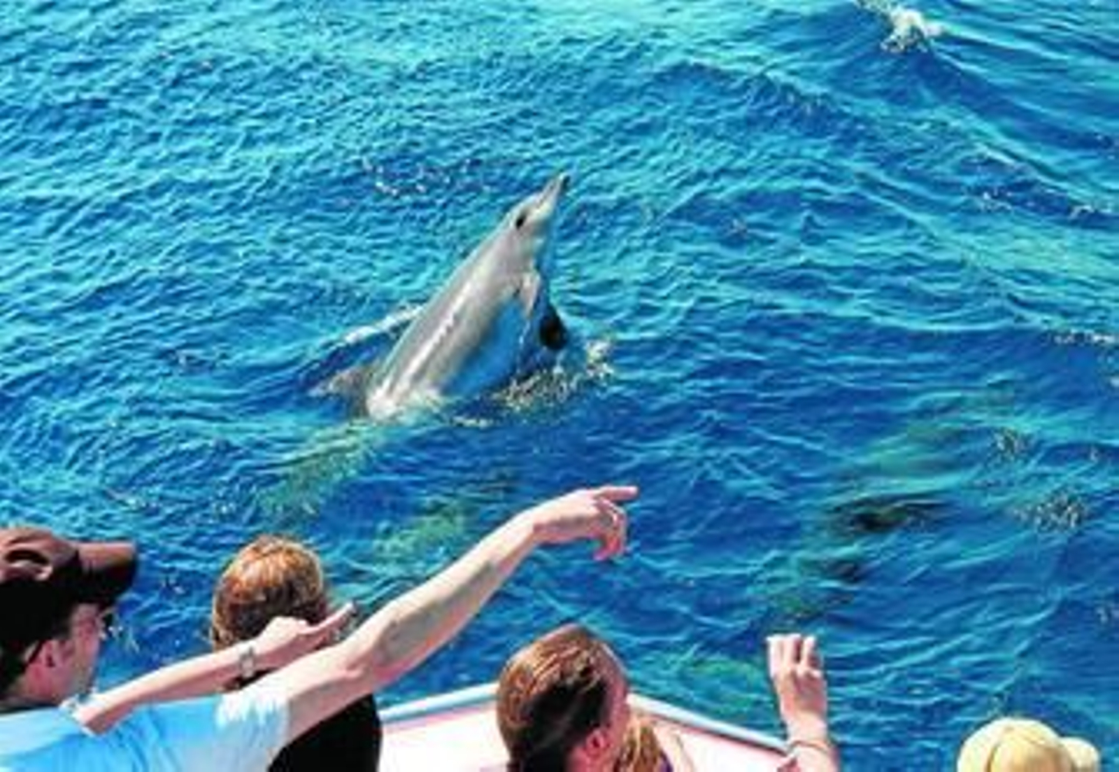 El delfín mular se aprovecha del cerco a los peces que hacen los pescadores para alimentarse.