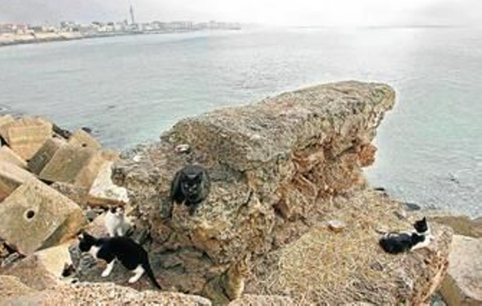 Varios gatos descansan junto a los bloques del Campo del Sur en una de las zonas donde reciben comida.