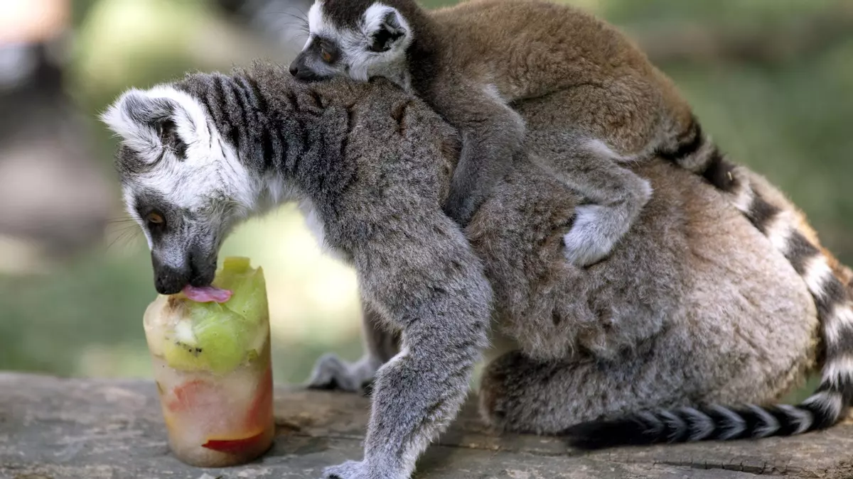La Universidad de Córdoba halla un parásito mortal en lémures que afecta a  las personas