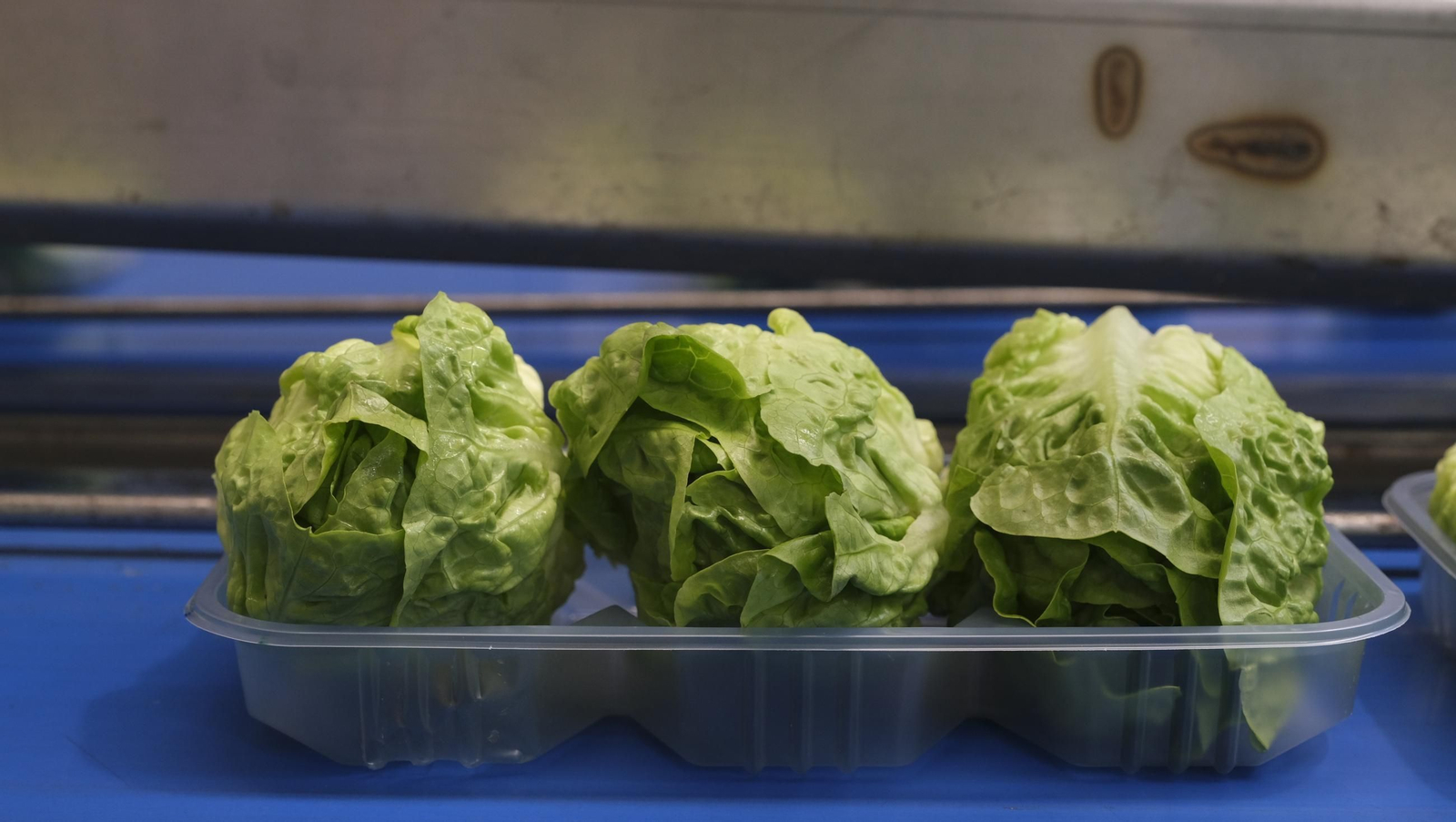 Desde Cuevas del Almanzora para el resto del mundo, las mejores escarolas con Cuadraspania, en imágenes