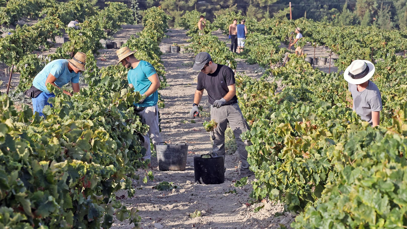 Vendimia de Cayetano del Pino en Jerez
