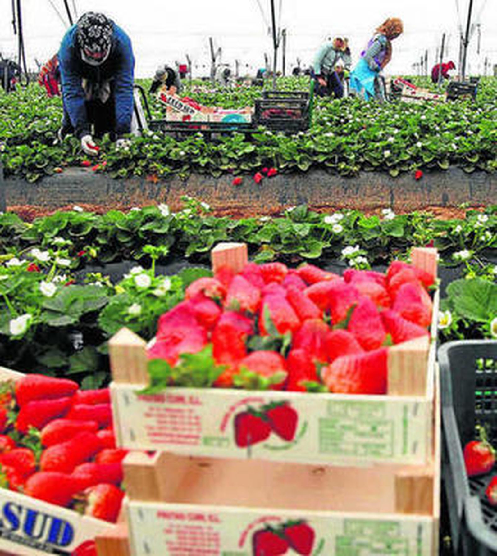 Unas temporeras recogen fresa en una plantación de la provincia.