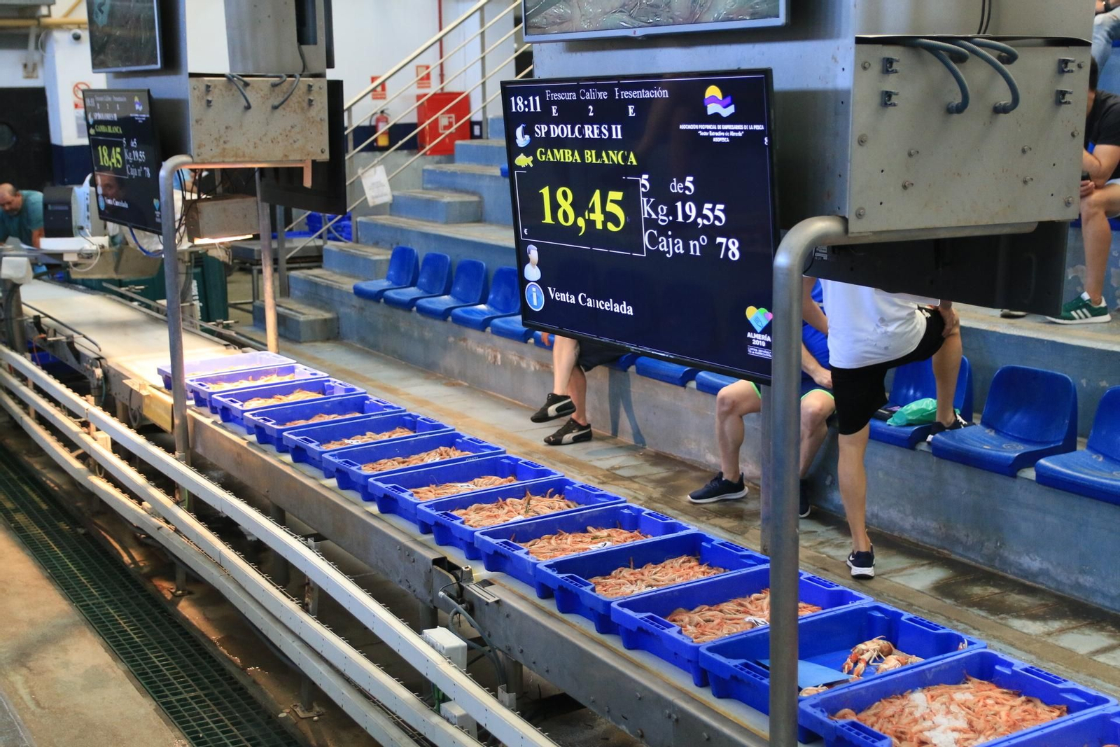 Vea cómo se descargan y se venden en la lonja la Gamba Roja de Almería