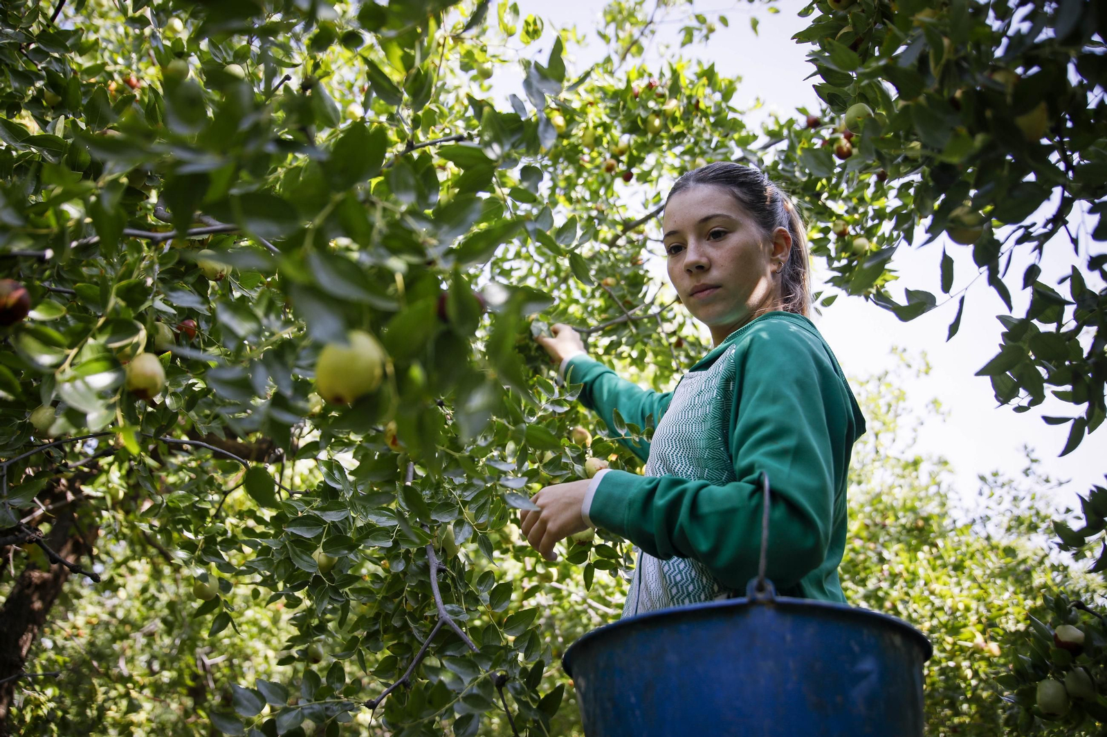 Imágenes del cultivo de azufaifas en Abrucena