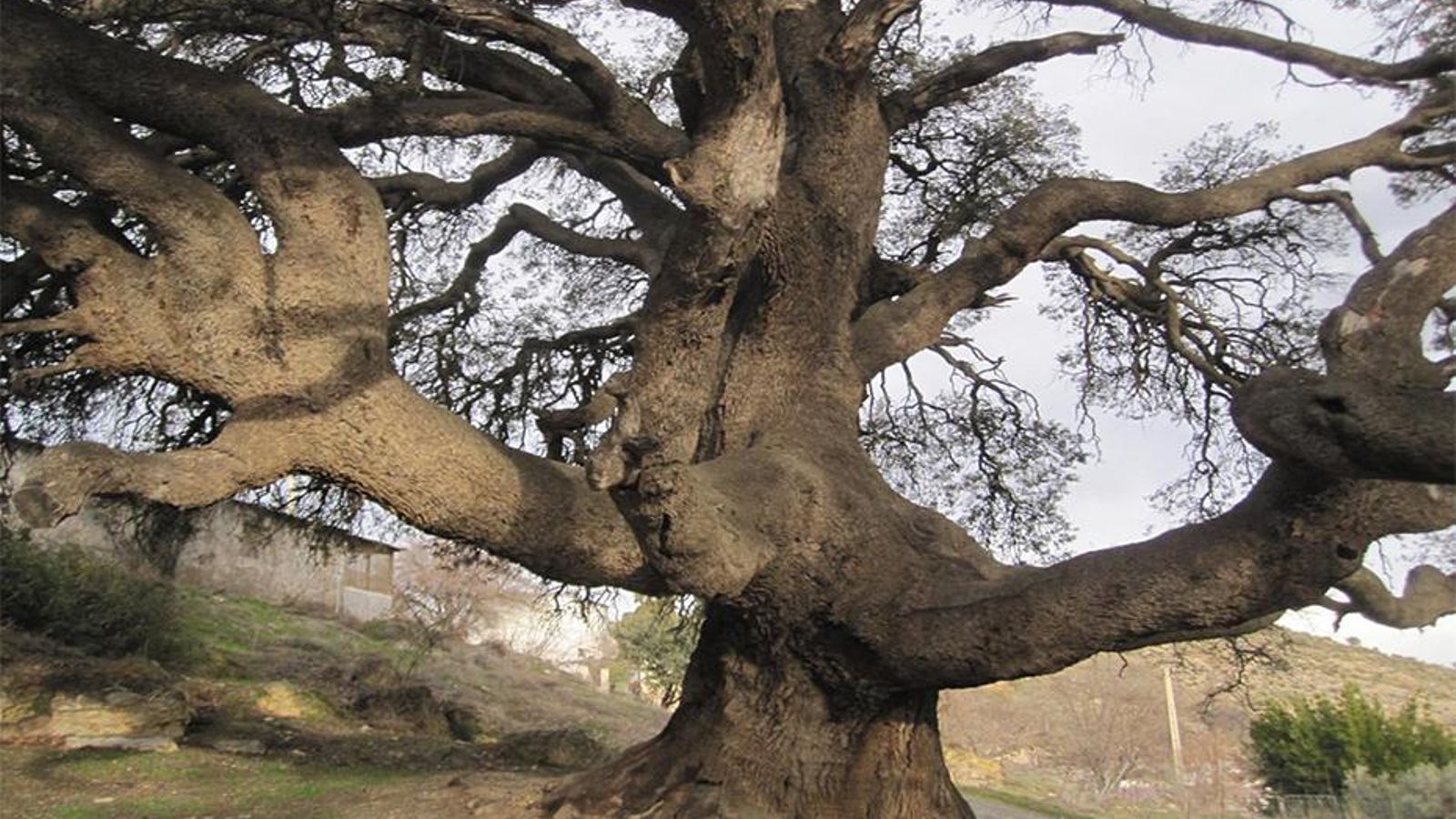Encina Marchal del Abogado