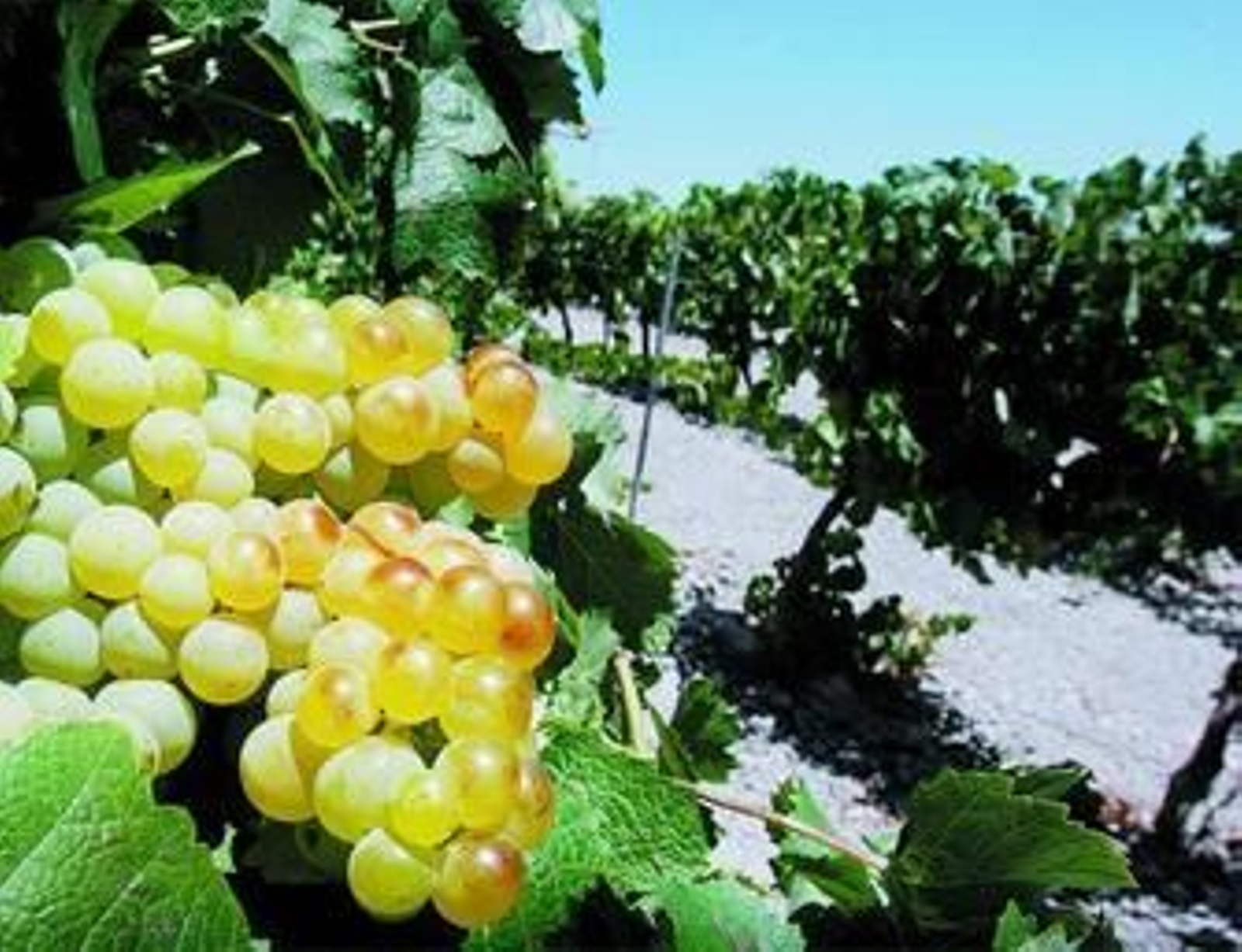 Primer plano de un racimo de uva palomino fotografiado en la viña durante este verano.
