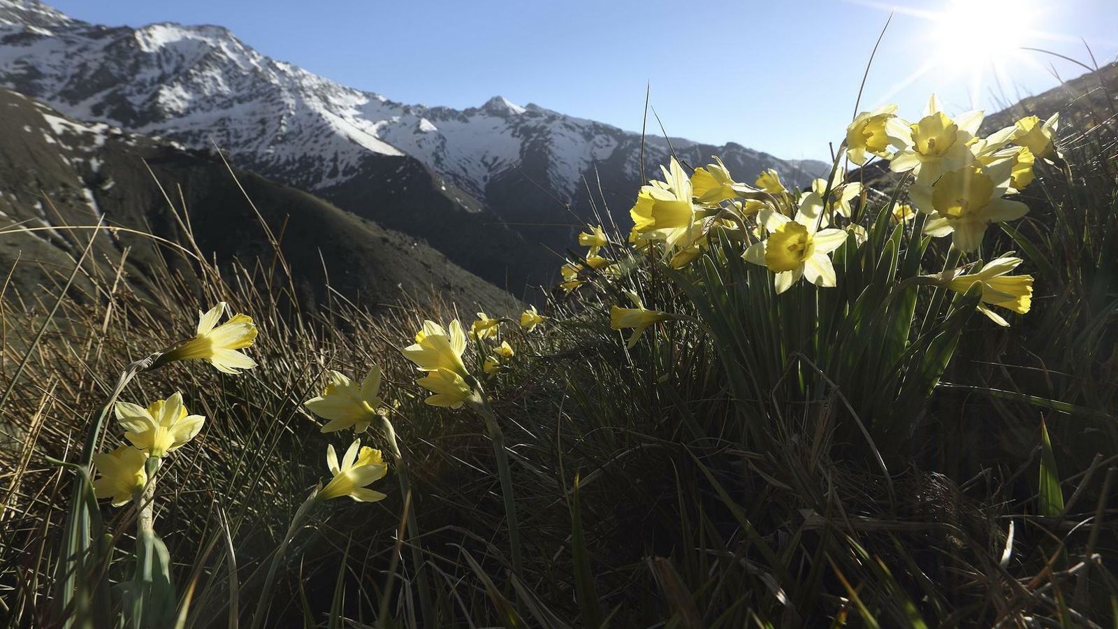 La población de Narciso de mayor altitud del macizo fue descubierta por Travesí.