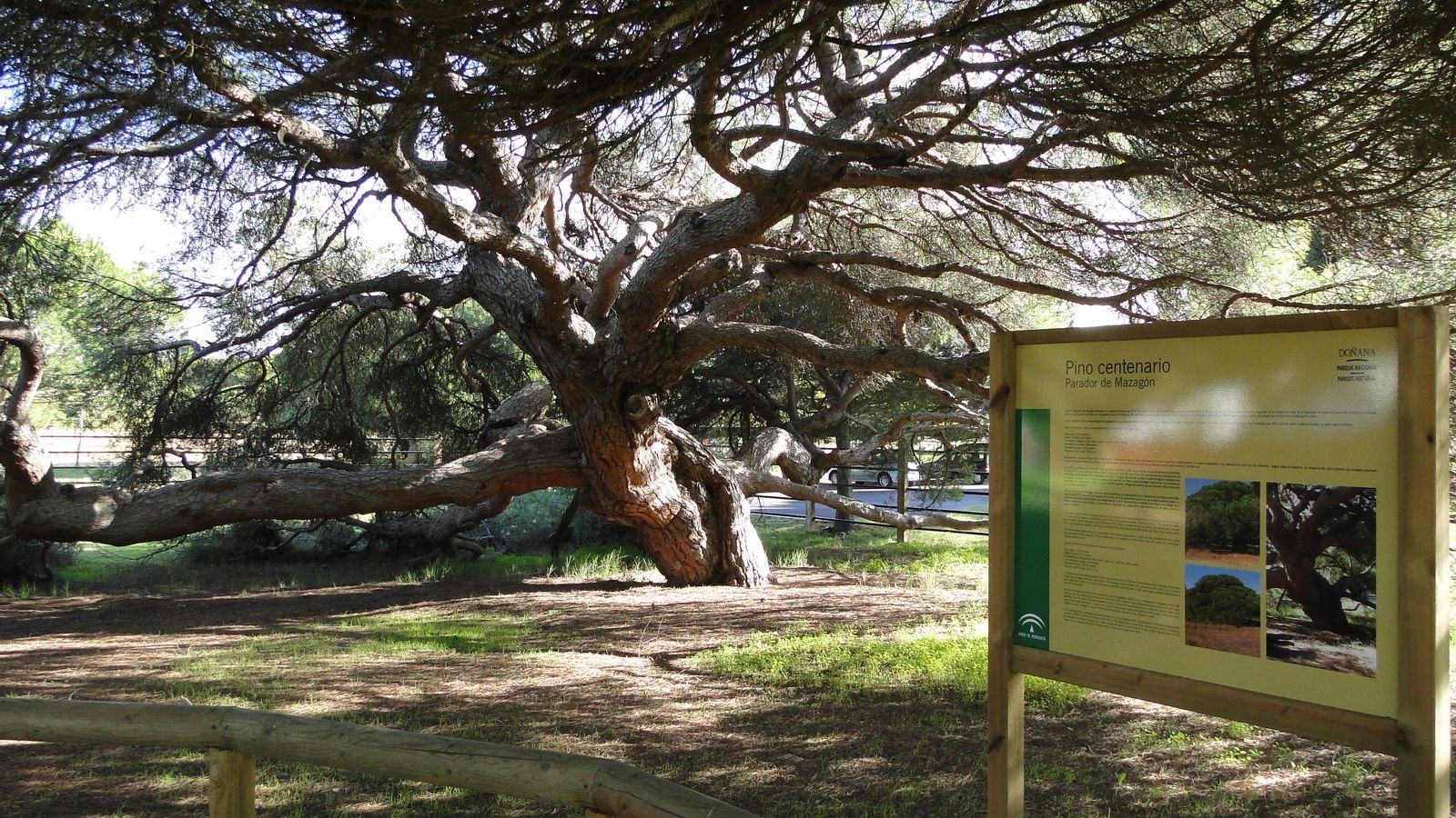 Interior del pino centenario.