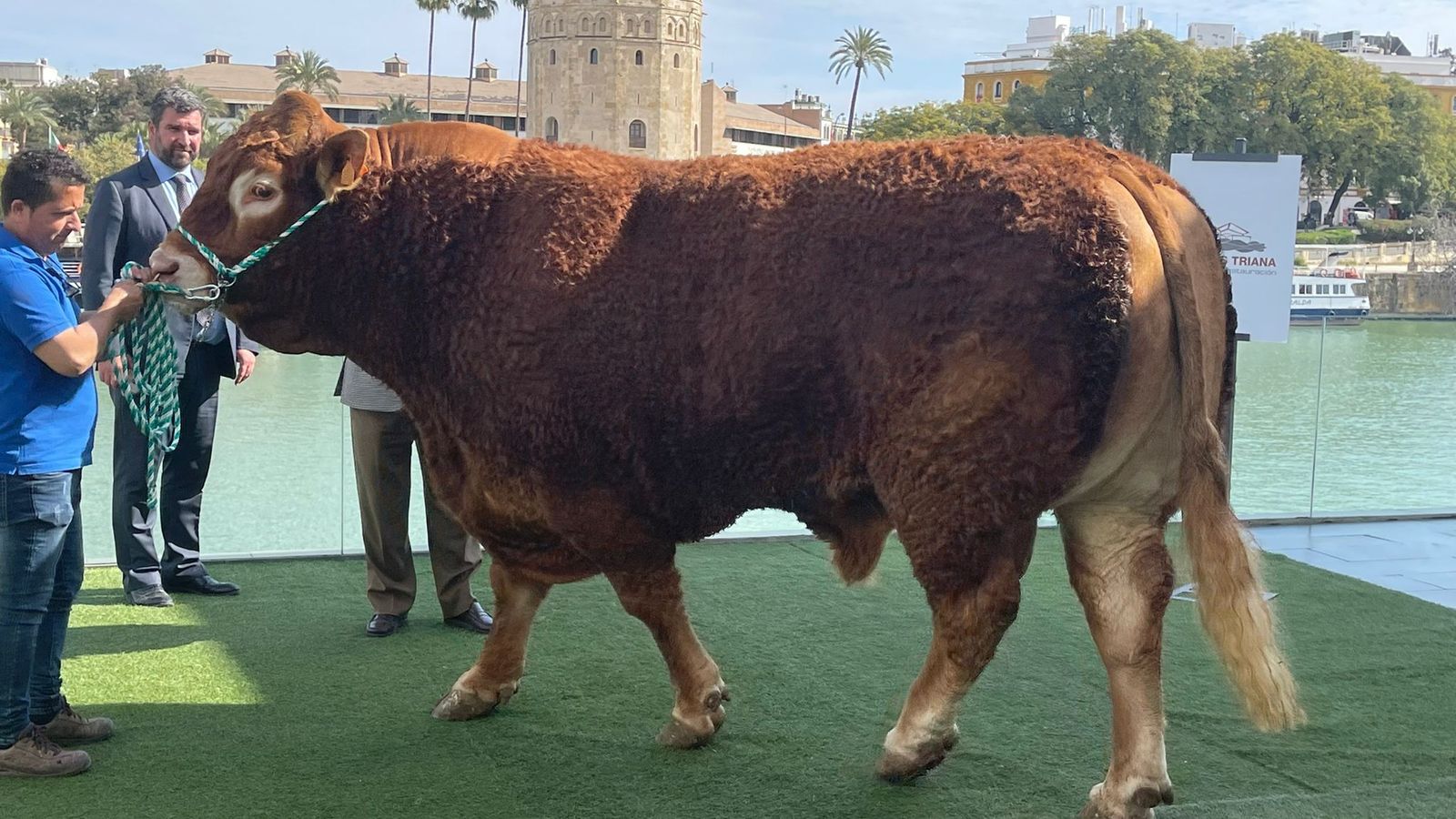 'Limonero', el toro campeón de España de la raza limusina, en Abades Triana