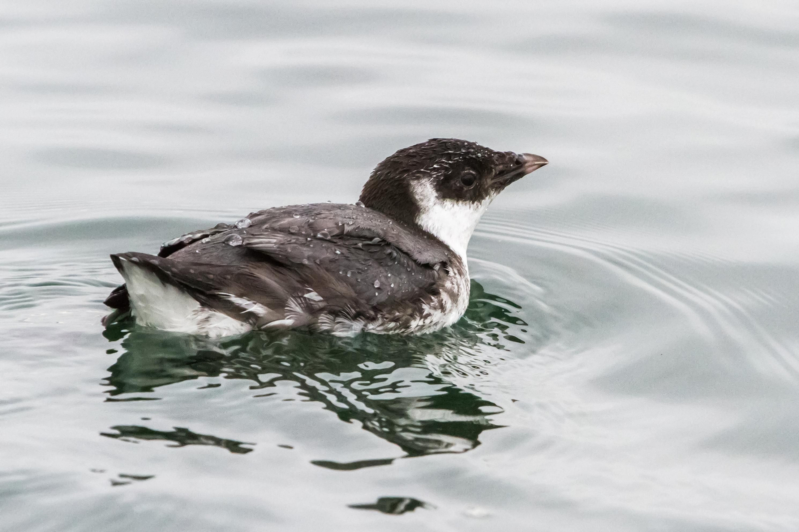 La aparición de un extraño pájaro procedente de Alaska en Huelva reúne a cientos de ornitólogos en el Espigón La aparición de un extraño pájaro procedente de Alaska en Huelva reúne a cientos de ornitólogos en el Espigón