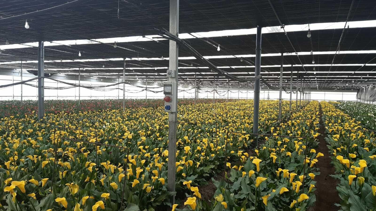 Un invernadero de Costa Noroeste repleto en estos días de flores para su comercialización. Un invernadero de Costa Noroeste repleto en estos días de flores para su comercialización.
