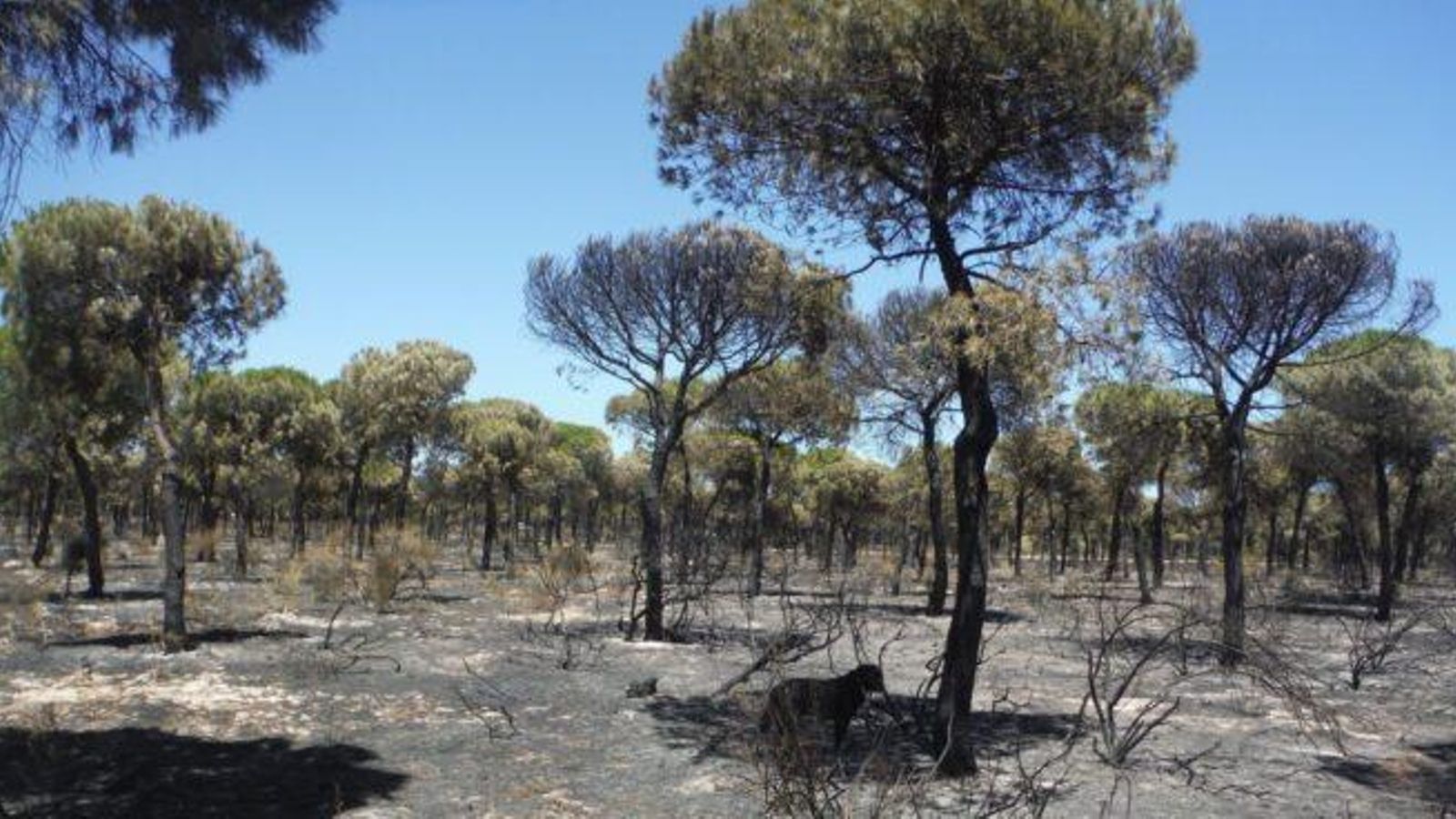 Imágenes en la zona de Mazagón afectada tras el incendio de Doñana en 2017