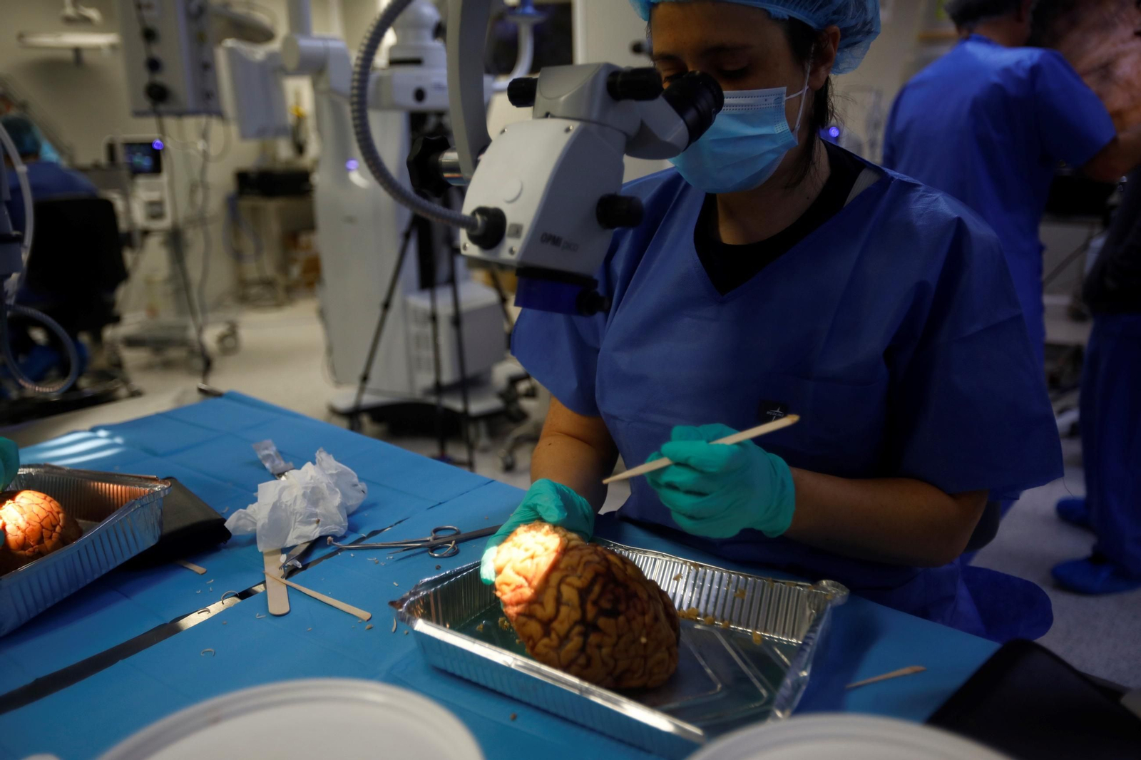 El curso en el que neurocirujanos del Hospital Reina Sofía estudian el cerebro, en imágenes