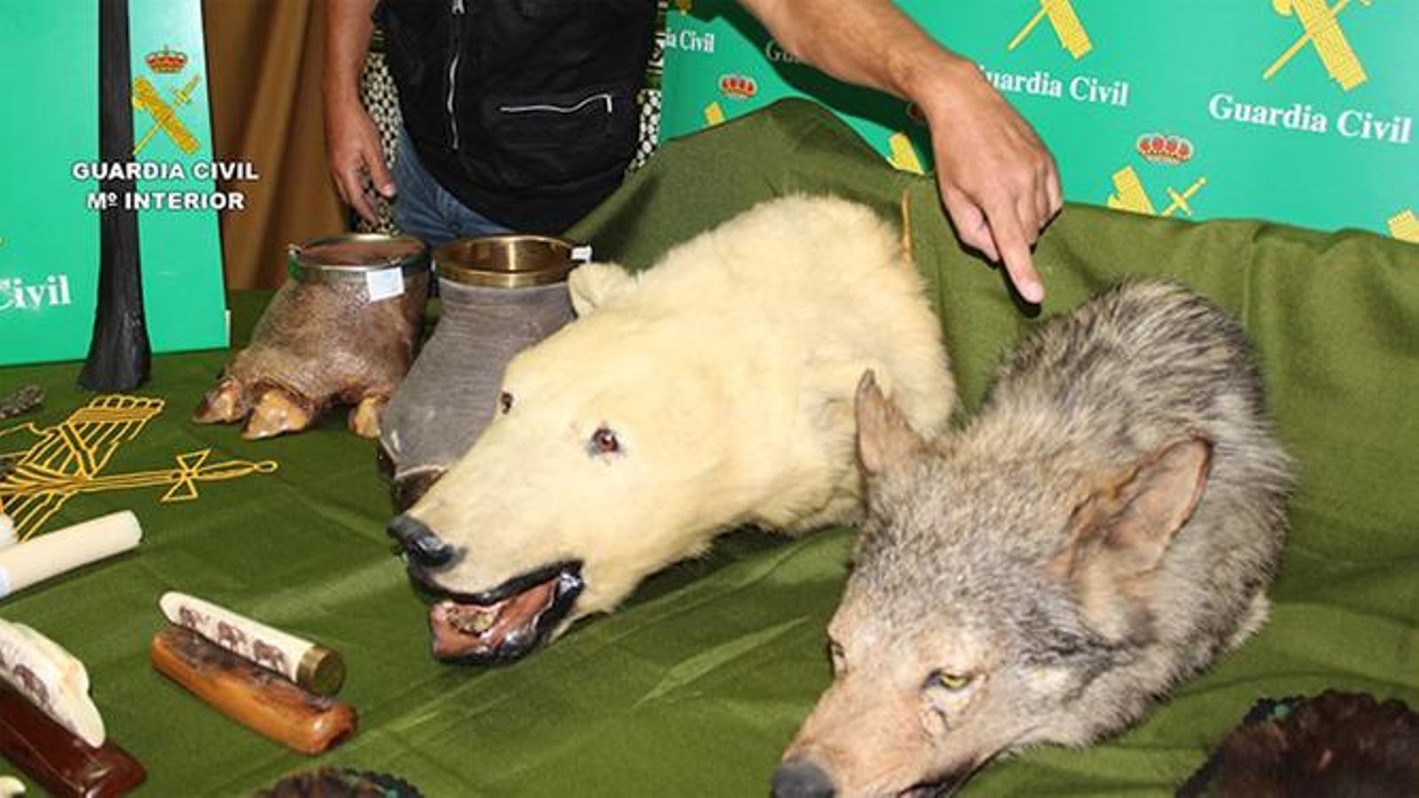 Varios de los animales y restos incautados.