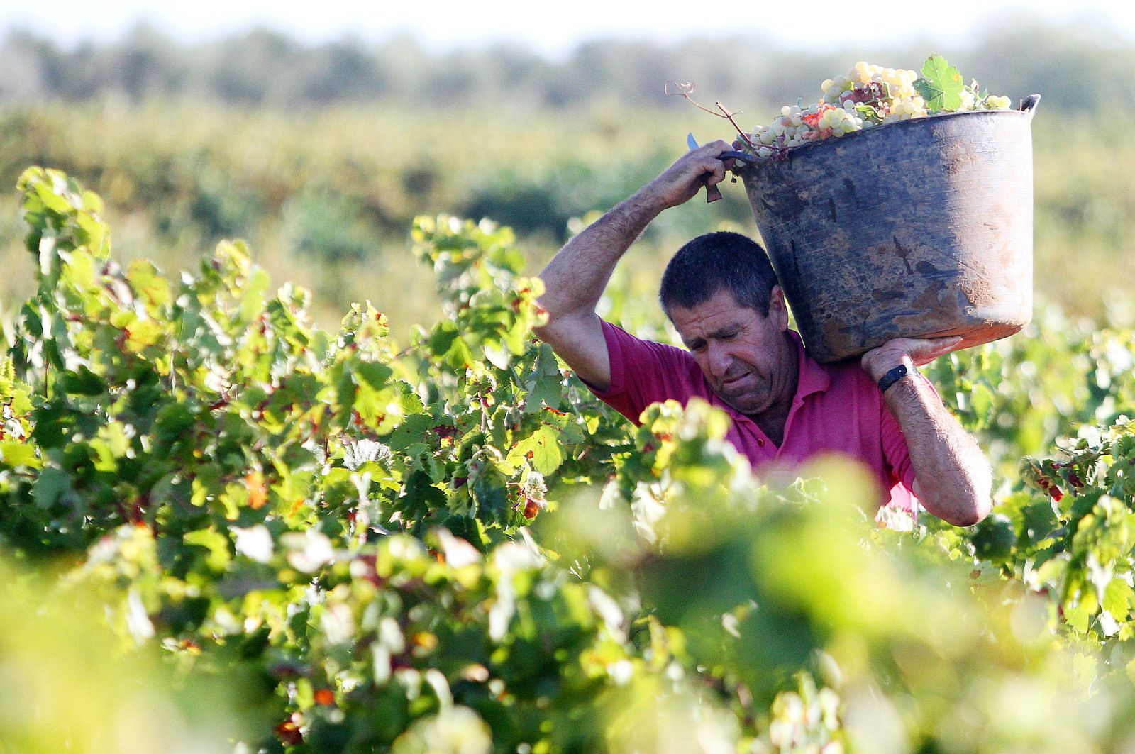 Imágenes de la vendimia en el Condado de Huelva.