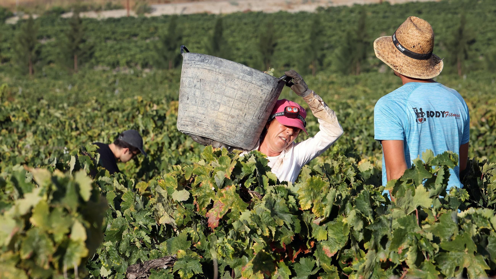 Vendimia de Cayetano del Pino en Jerez
