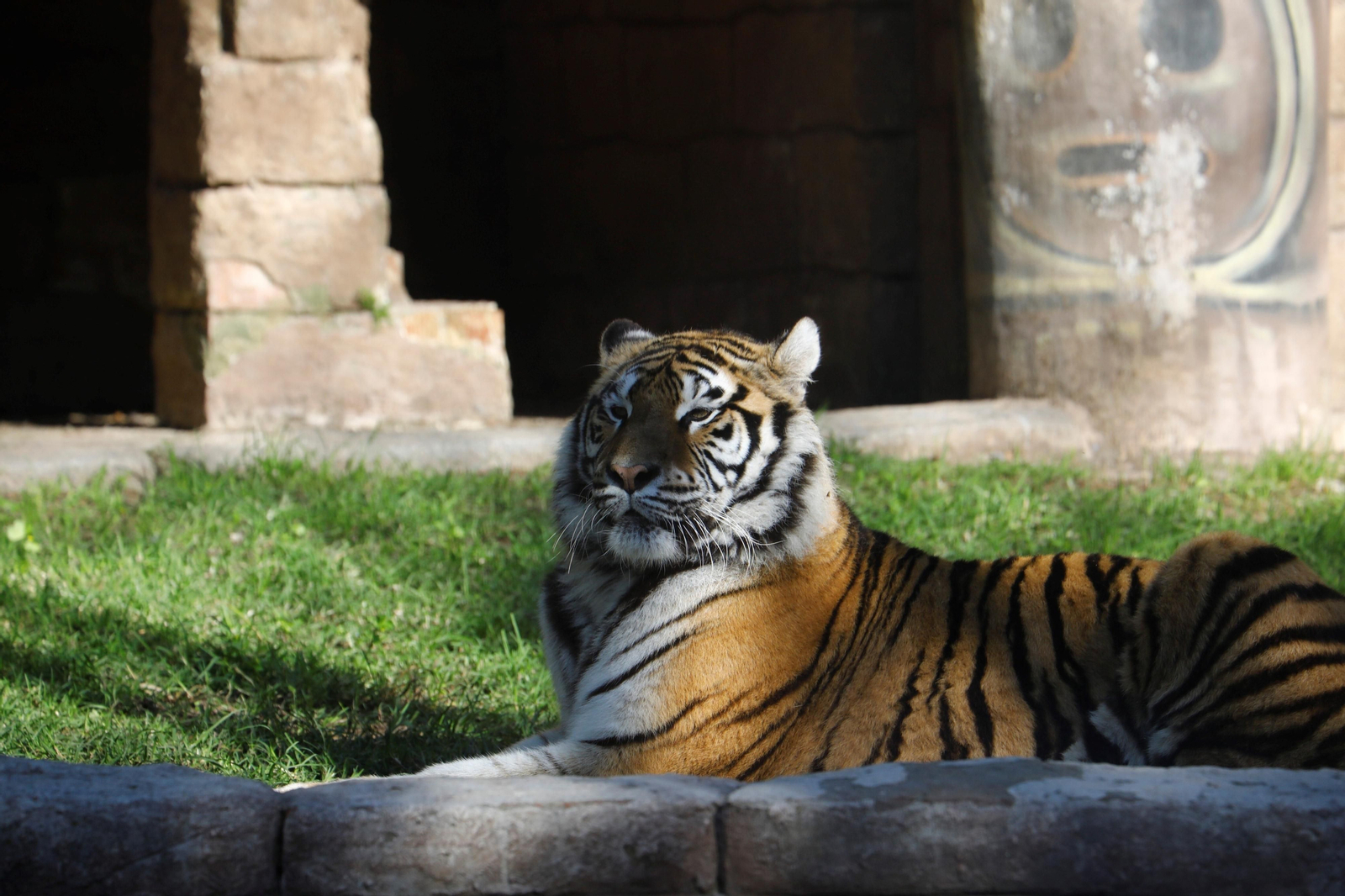 El Zoo de Córdoba recibe a dos tigres de bengala, en imágenes