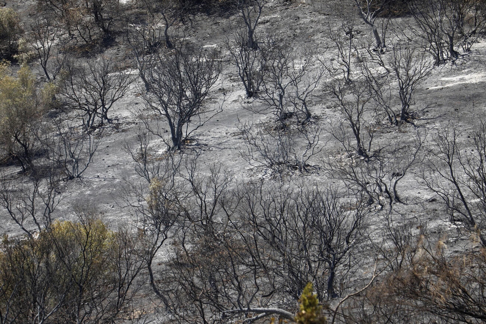 Zona cero del incendio de la Sierra de Córdoba