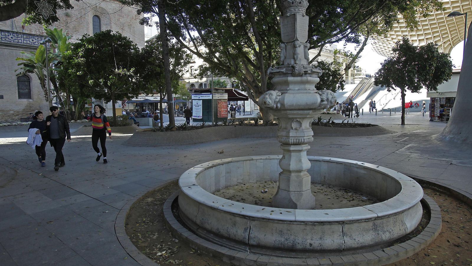 Así lucía el ficus en la plaza, metido en un parterre que cubría parte del tronco.