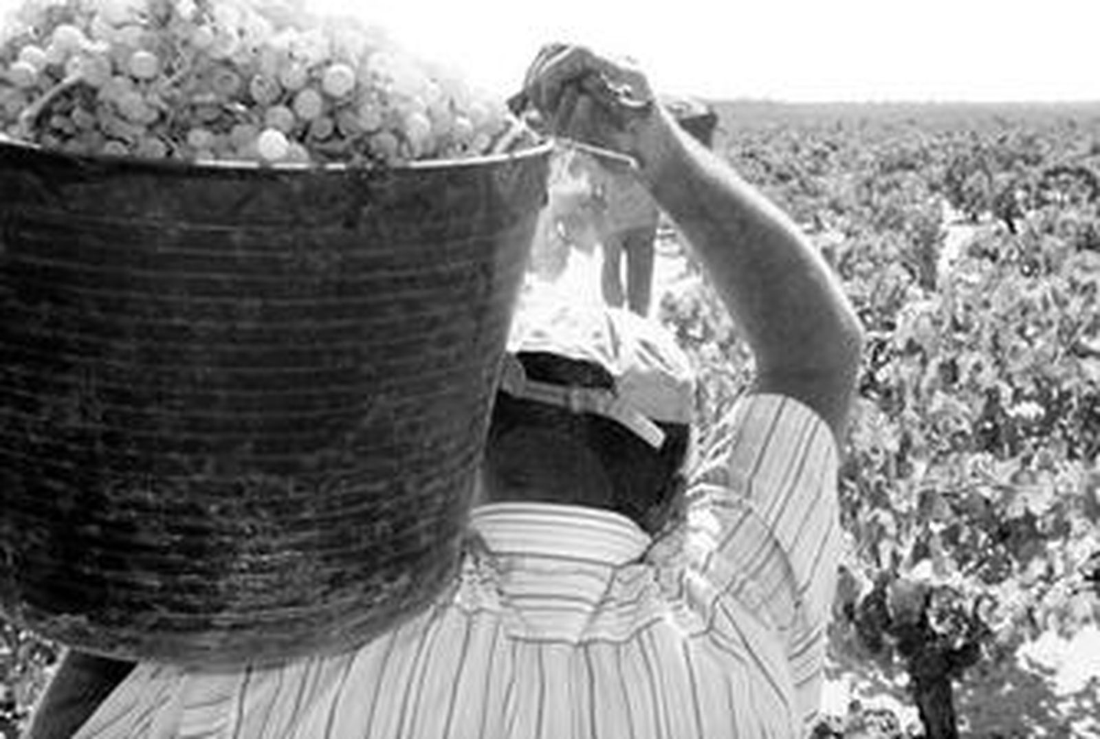 La vendimia en el Condado onubense acaba de terminar con un balance positivo para los viticultores onubenses.