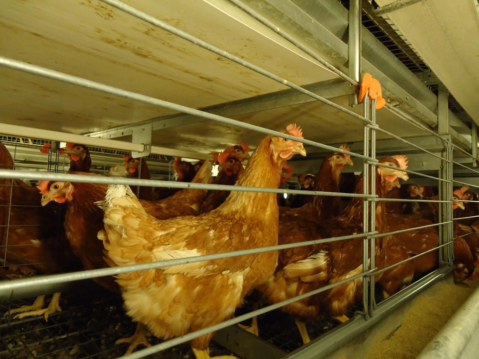 Imagen de archivo de una granja de pollos.