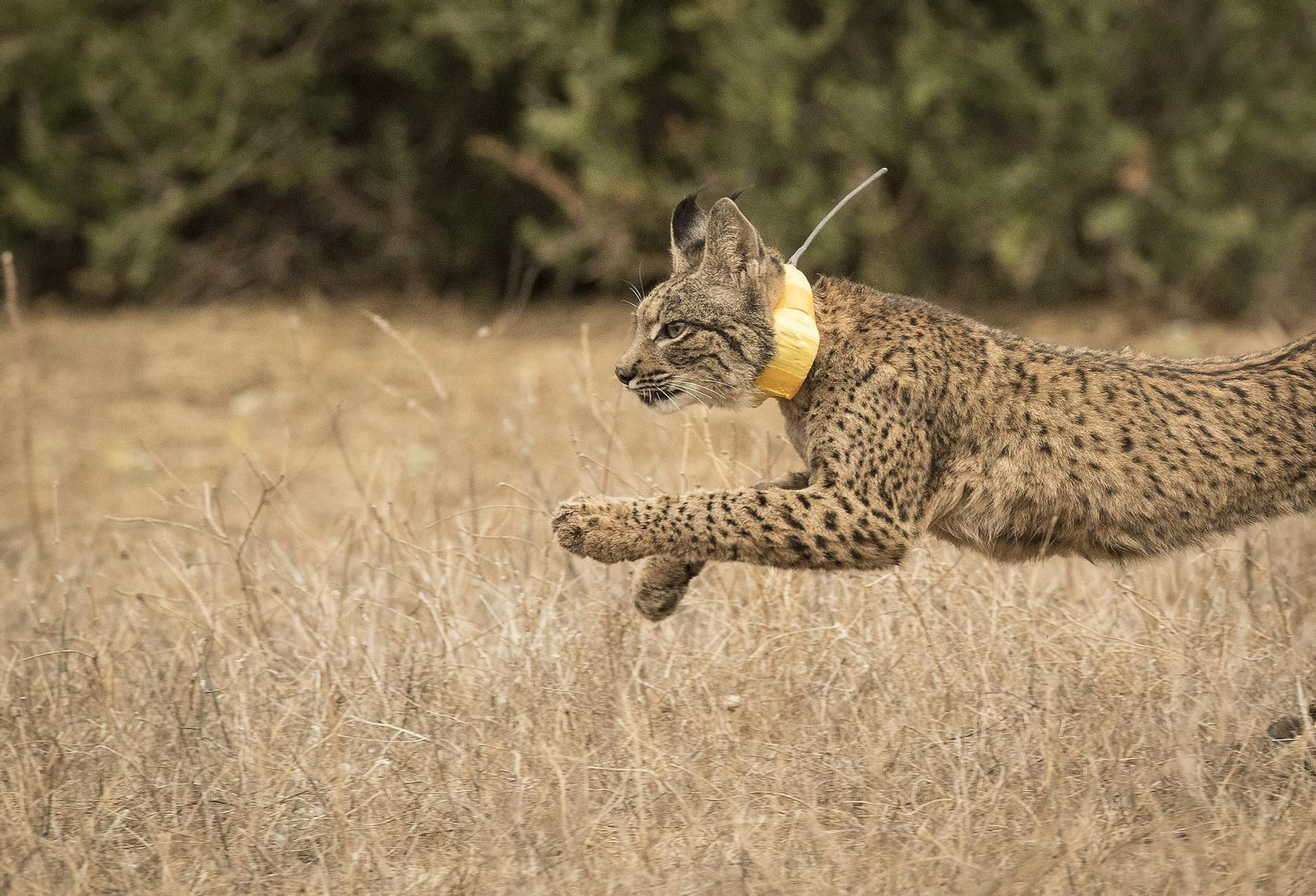 Suelta de un lince en La Puebla del Río