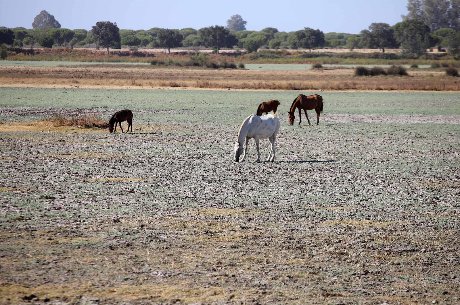 La marisma junto a la ermita de El Rocío seca, en imágenes