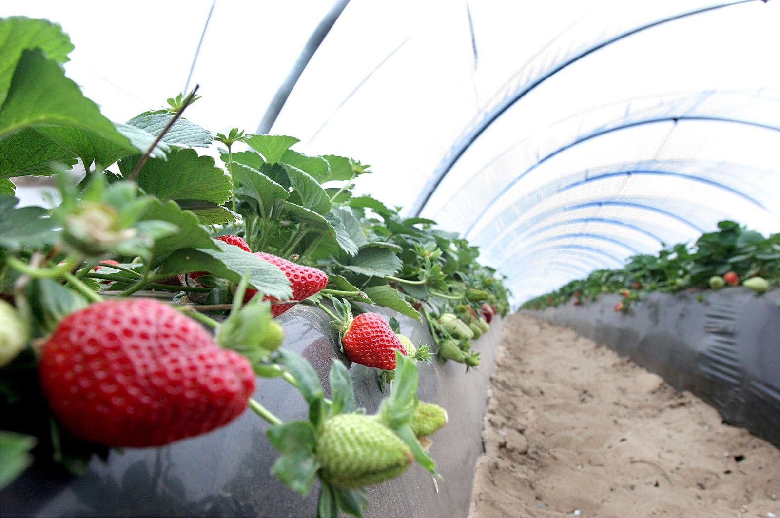 El sector de los frutos rojos en todas sus variantes es uno de los campos de mayor expansión de la producción ecológica onubense.