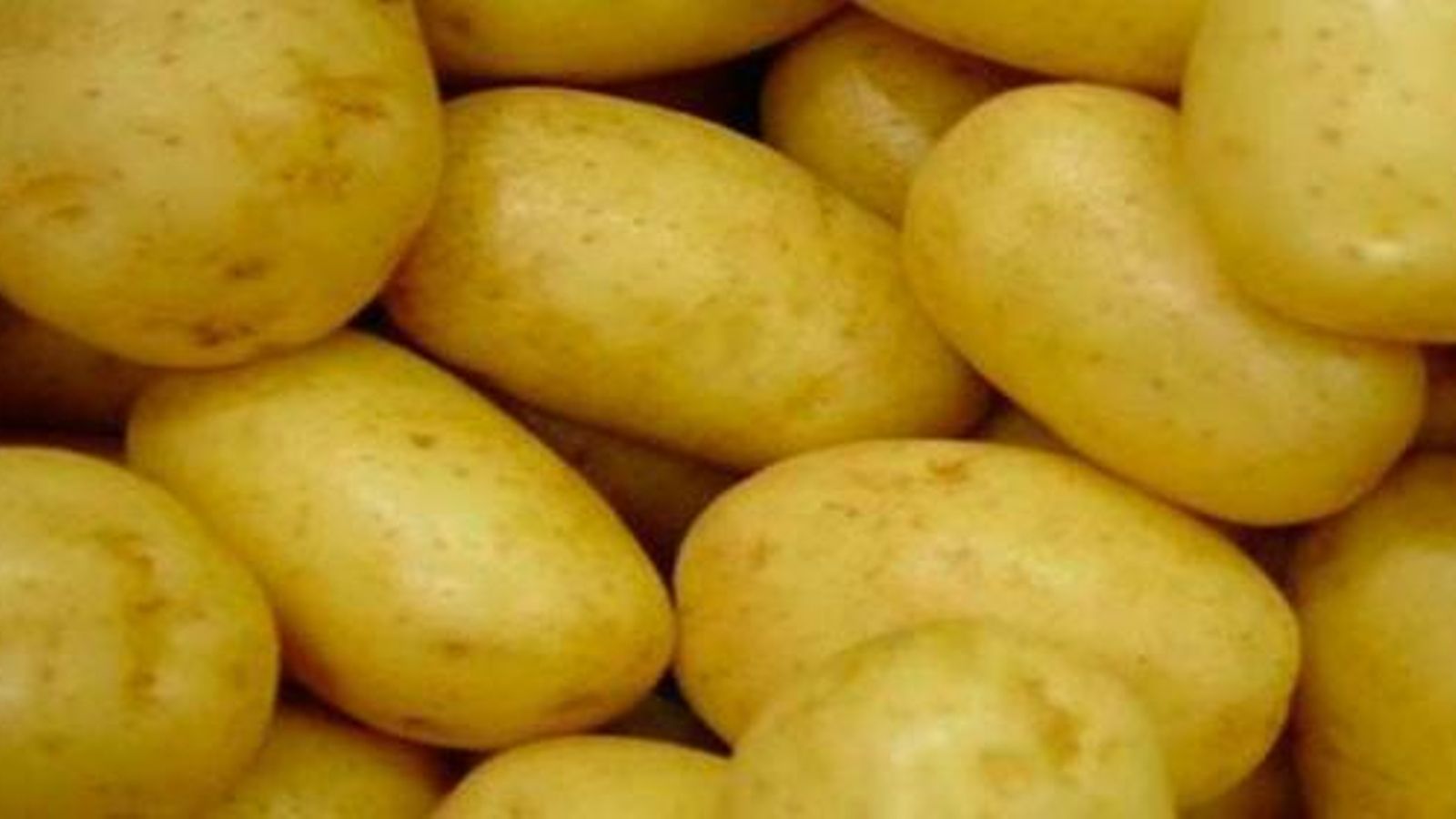 Patata nueva de La Rinconada.