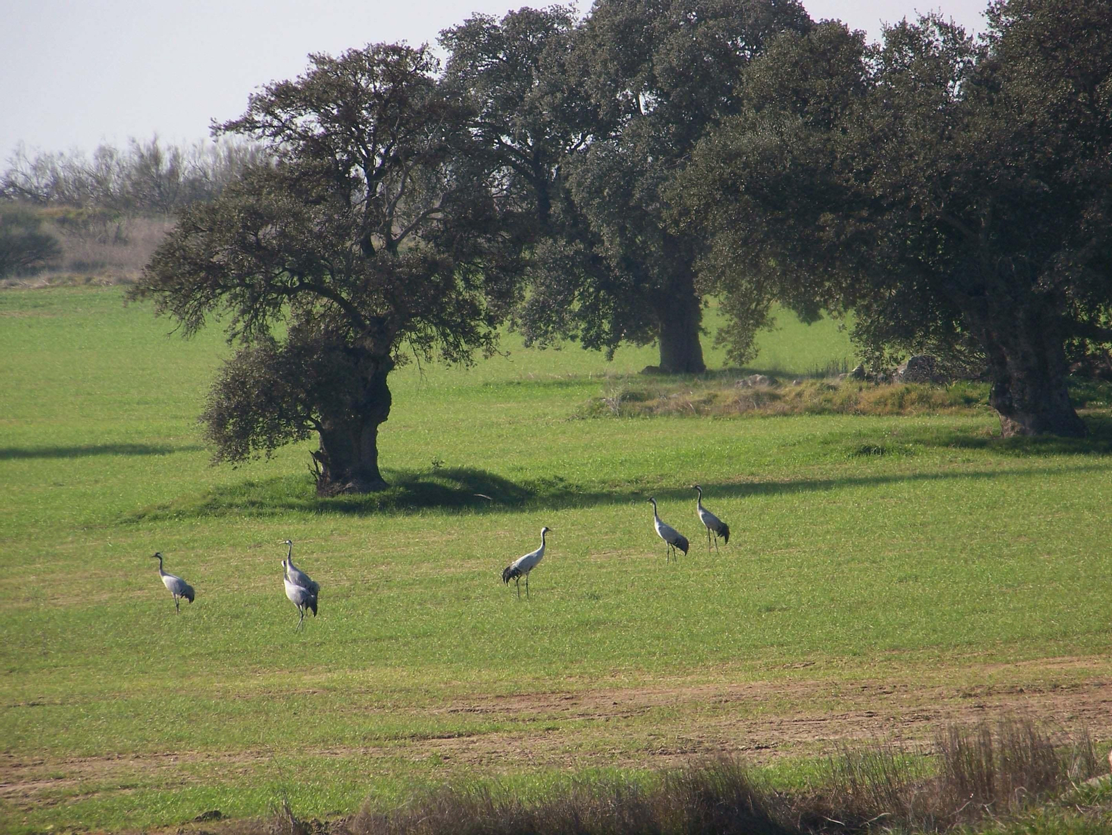 Grullas en La Colada.