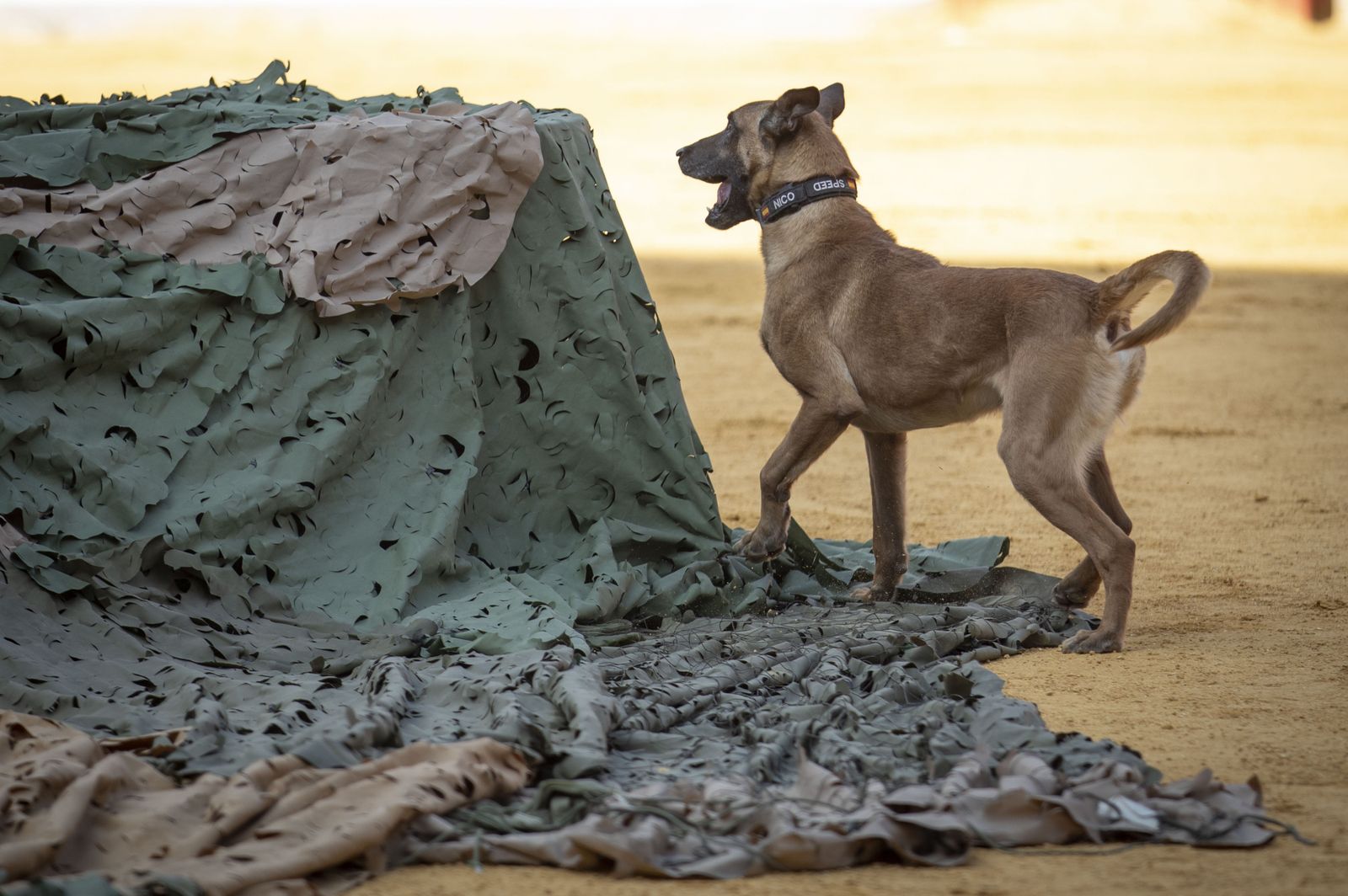 La exhibición del Ejército en la Plaza de Toros de Granada, en imágenes