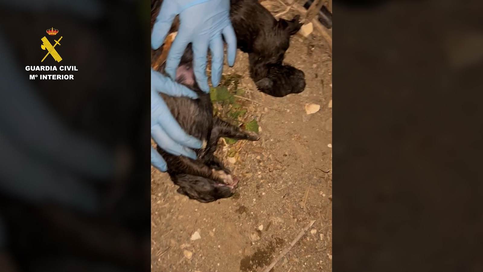 Cachorros recuperados por la Guardia Civil.