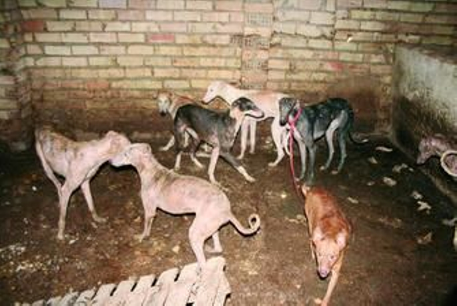 Algunos de los perros rescatados, en estado de abandono.